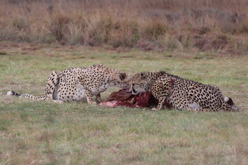 Photos taken in Rhino and Lion Nature Reserve, Krugersdorp.
