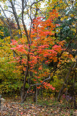 Autumn red tree in forest. fall colors.