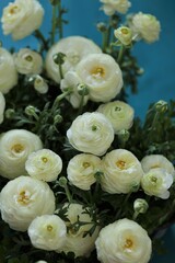 Ranunculus flower.buttercup flowers.floral background.Delicate white spring flowers on a bright blue background.ranunculus bouquet.Floral card with white spring flowers.women's day