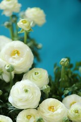 Obraz na płótnie Canvas Ranunculus flower.buttercup flowers.floral background.Delicate white spring flowers on a bright blue background.ranunculus bouquet close-up.Floral card with white flowers.women's day