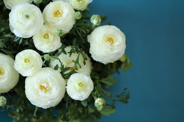 Ranunculus flower.buttercup flowers.Delicate white spring flowers on a bright blue background.ranunculus bouquet close-up.Floral card with white spring flowers.women's day