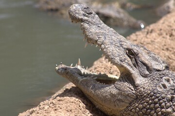 Photos taken in Croc City Crocodile & Reptile Park, Chartwell.