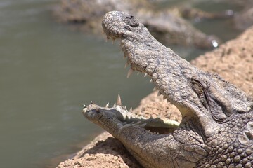 Photos taken in Croc City Crocodile & Reptile Park, Chartwell.