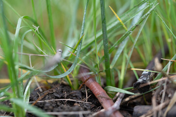 earthworm crawling through grass