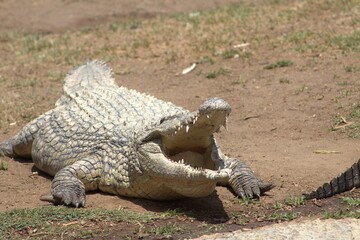 Photos taken in Croc City Crocodile & Reptile Park, Chartwell.