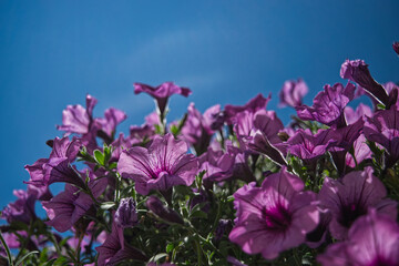 Light Purple Petunias
