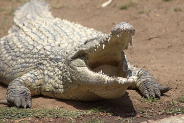 Photos taken in Croc City Crocodile & Reptile Park, Chartwell.