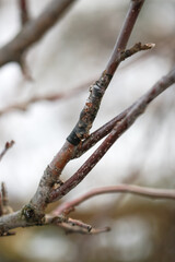 Close-up grafting site of fruit tree, plant grafting and plant care in the garden