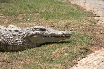 Photos taken in Croc City Crocodile & Reptile Park, Chartwell.