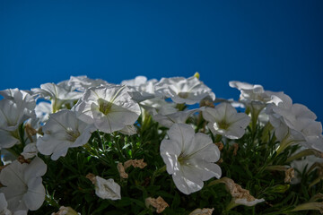 White Petunias