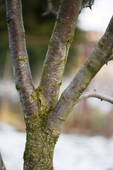Close-up grafting site of fruit tree, plant grafting and plant care in the garden