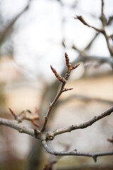 Close-up grafting site of fruit tree, plant grafting and plant care in the garden