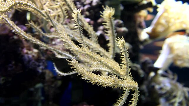 Corals in aquarium. Beautiful view. Tropical corals, undersea world