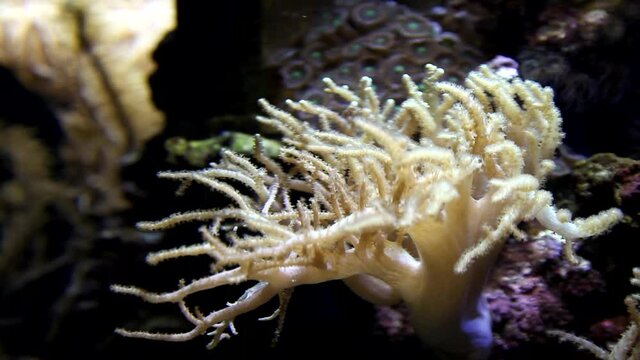 Corals in aquarium. Beautiful view. Tropical corals, undersea world