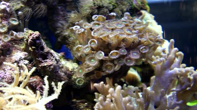 Corals in aquarium. Beautiful view. Tropical corals, undersea world