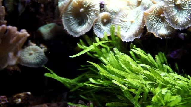 Corals in aquarium. Beautiful view. Tropical corals, undersea world