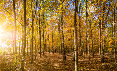 Sonnlicht durchfluteter Laub Wald  im Herbst 
