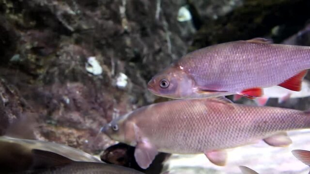 Tropical fishes in big aquarium. Undersea world. Beautiful view