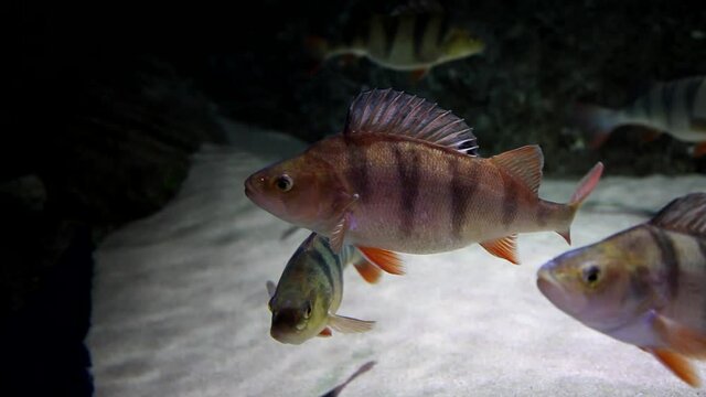 Tropical fishes in big aquarium. Undersea world. Beautiful view