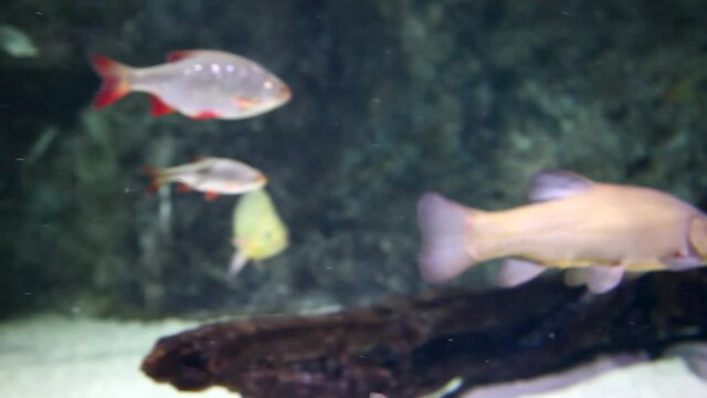 Tropical fishes in big aquarium. Undersea world. Beautiful view