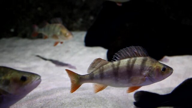 Tropical fishes in big aquarium. Undersea world. Beautiful view