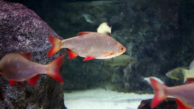 Tropical fishes in big aquarium. Undersea world. Beautiful view