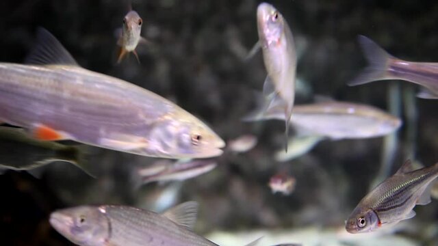 Tropical fishes in big aquarium. Undersea world. Beautiful view