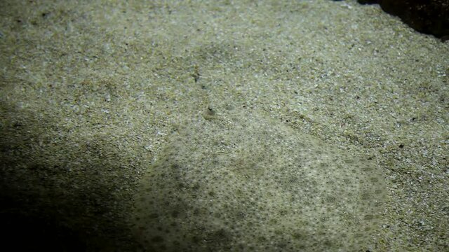 Tropical fish with sand disguise in big aquarium. Undersea world. Beautiful view