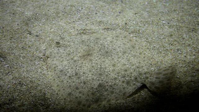 Tropical fish with sand disguise in big aquarium. Undersea world. Beautiful view