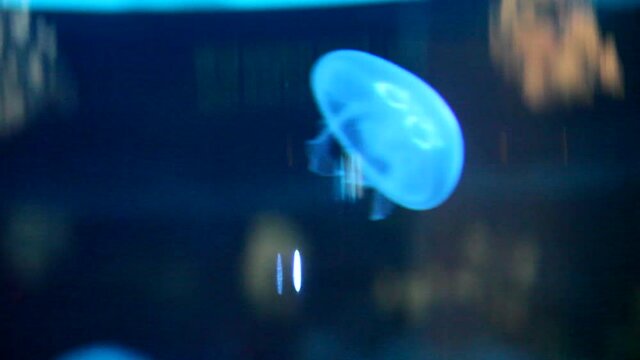 Jellyfishes in big aquarium.  Blue illumination. Beautiful view