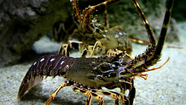 Lobster in aquarium. Undersea world