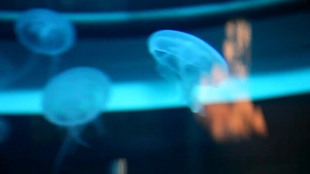 Jellyfishes in big aquarium.  Blue illumination. Beautiful view