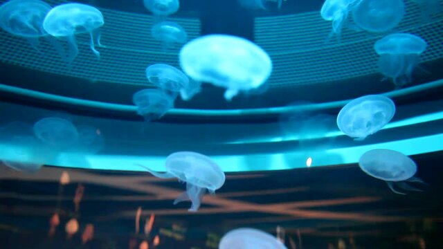 Jellyfishes in big aquarium.  Blue illumination. Beautiful view