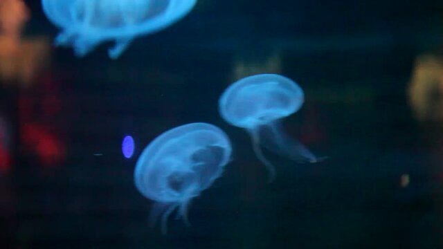 Jellyfishes in big aquarium.  Blue illumination. Beautiful view