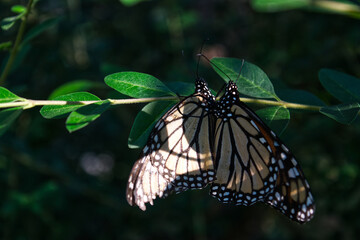 Monarch Butter Flies Mating