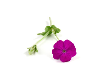 Rose Campion (Silene Coronaria) Flower Plant. Also Known as Dusty Miller, Mullein-Pink and Bloody William. Widely Referres as Lychnis Coronaria. Isolated on White.