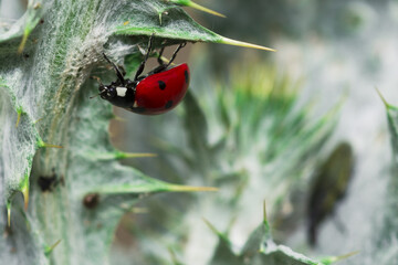 Ladybug climbing a thorn. Walking through dangerous situation concept