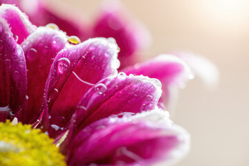 Wet chrysanthemum macro photo