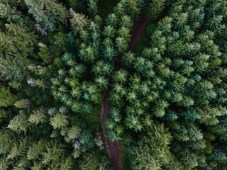 path through trees above