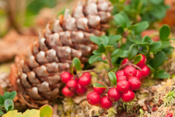 Red berries of a lingonberry on green moss. Natural background.