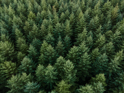 Douglas fir trees from above