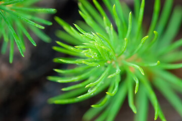 Young spruce seedling on a defocused background. Forest cultivation concept.