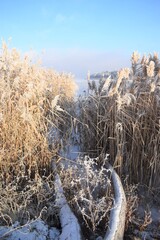 Фантастическая коряга