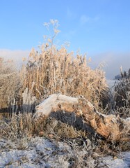 Фантастическая коряга