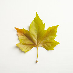 Yellow maple leaf isolated on white background. Flat lay, top view.