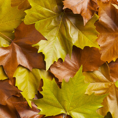 Fototapeta premium Autumn maple leaves pattern. Creative layout. Autumn, fall concept.