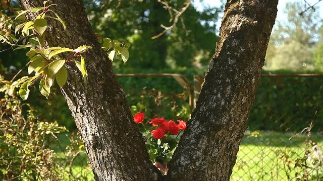 Giving bouquet of flowers outdoor. Handsome  middle aged man giving flowers in summer garden, between trees.