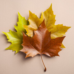 Colorful autumn maple leaves on beige background. Flat lay, top view. Autumn, fall concept.