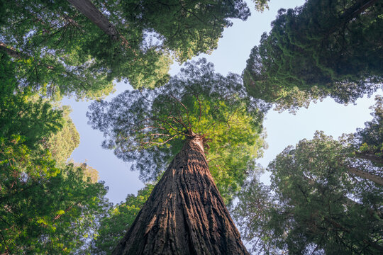 Giant redwood trees
