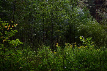 green moss in the forest